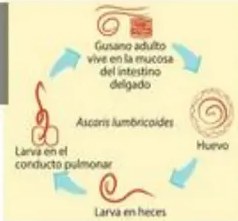 Esquema de reproducción sexual en anélidos con clitelo y reproducción asexual por fragmentación.