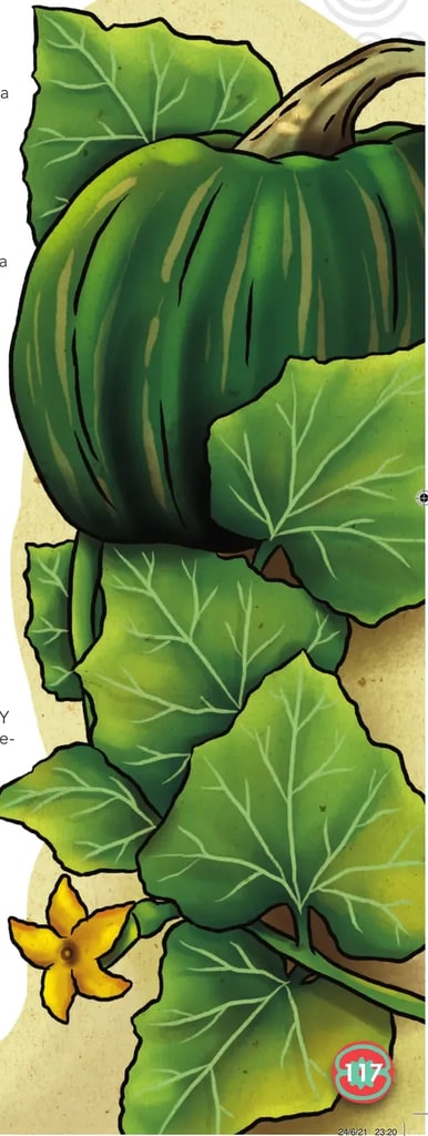 Ilustración a página completa de un gran zapallo verde maduro con sus hojas verdes nervadas, vista cercana del fruto y una flor amarilla abierta abajo a la derecha. La planta domina visualmente el lado derecho de la página.