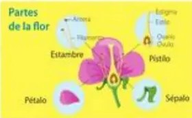 Diagrama del ciclo reproductivo de una angiosperma con estambres, pistilo y desarrollo de semilla y plántula.