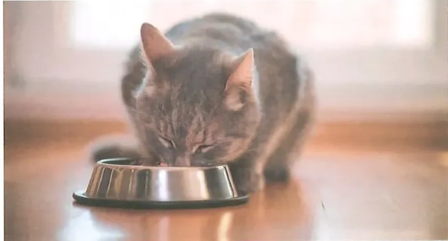 Fotografía de un gato gris comiendo de un tazón de acero inoxidable en el piso. Ilustra el ejemplo de voz activa 'El gato come carne'. Crédito: Shutterstock (2020) 627685907.