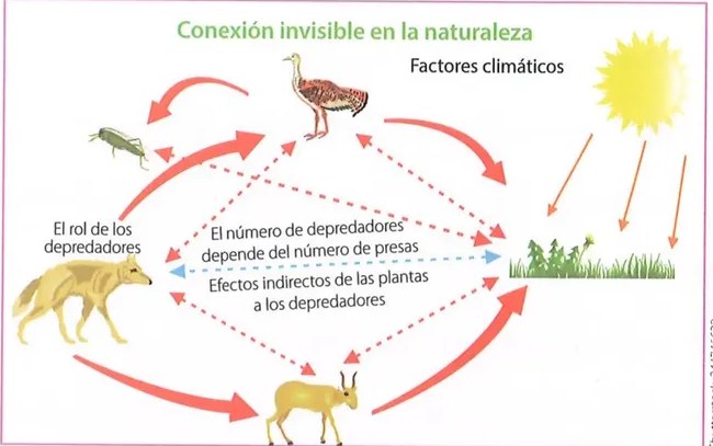 Figura 2 de Ciencias Naturales · 8 EGB · 2025