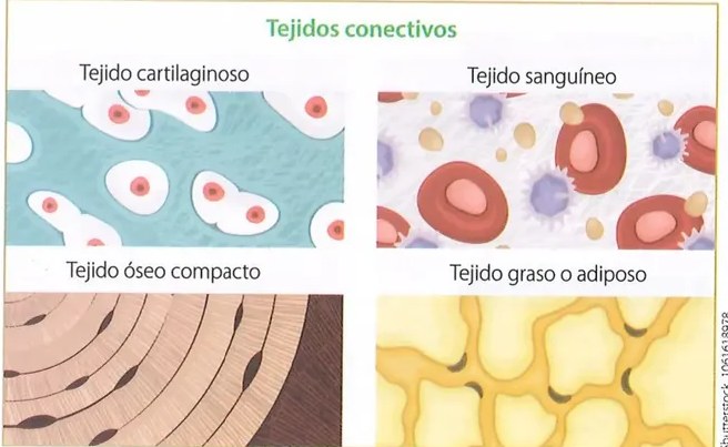 Figura 3 de Ciencias Naturales · 10 EGB · 2024