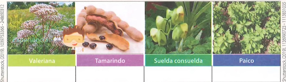 Figura 3 de Ciencias Naturales · 7 EGB · 2024