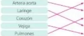 Esquema del corazón con etiquetas a, b, c, d.