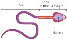 Figura 2 de Ciencias Naturales · 6 EGB · 2025