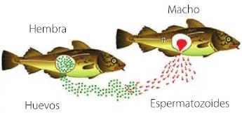Figura 1 de Ciencias Naturales · 6 EGB · 2025
