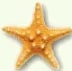 Fotografía de una estrella de mar (equinodermo) para identificar características.