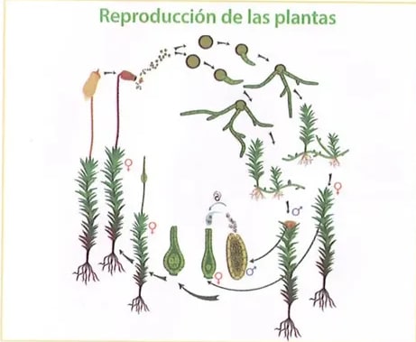 Figura 2 de Ciencias Naturales · 8 EGB · 2025
