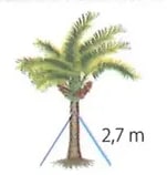 Figura 8 de Matematica · 8 EGB · 2025