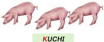 Tres arañas (pachka) con telarañas, ilustrando la palabra pachka y la oración 'Kimsa pachkatami rikaykaa'.