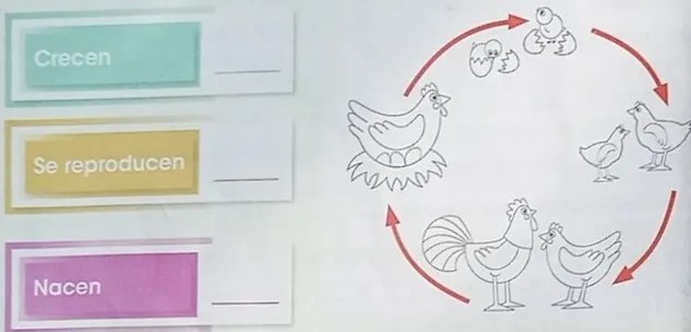 Diagrama del ciclo vital con etiquetas: nacer, crecer, reproducirse, morir.
