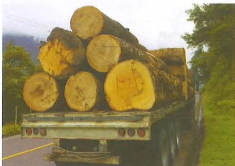 Figura 3 de Ciencias Naturales · 9 EGB · 2024