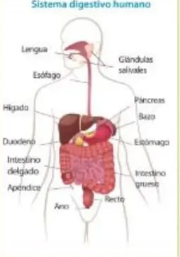 Detalle anatómico del estómago con cardias, esfínter, canal pilórico, duodeno.