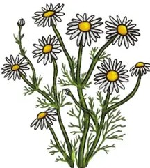 Ilustración del llantén: hojas alargadas con nervaduras paralelas y unas espigas florales delgadas saliendo del centro.