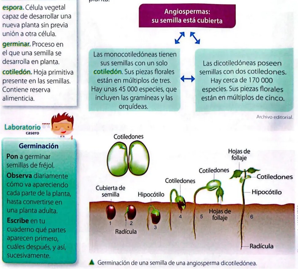 Figura 2 de Ciencias Naturales · 4 EGB · 2025