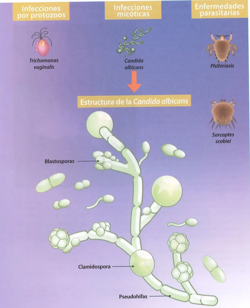 Figura 2 de Ciencias Naturales · 8 EGB · 2025