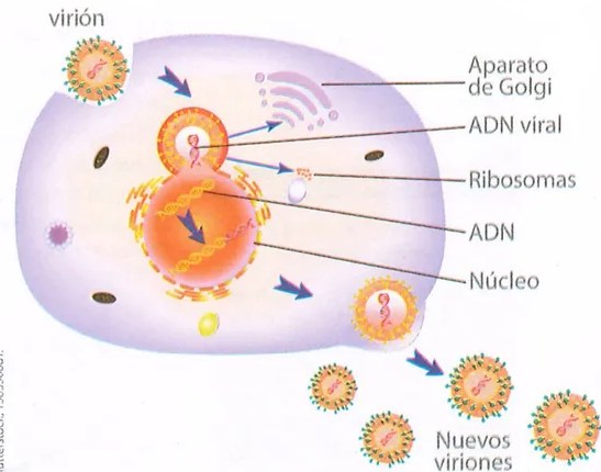 Figura 3 de Ciencias Naturales · 9 EGB · 2024