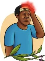 Ilustración de una persona enjuagándose el cabello con la mezcla de verbena y alfalfa.