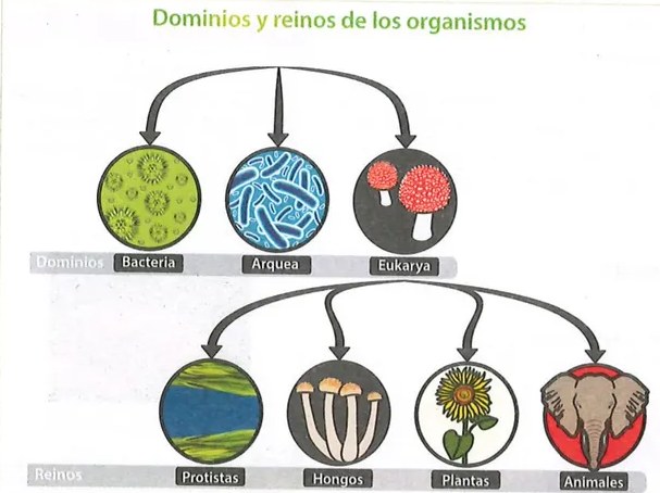 Figura 2 de Ciencias Naturales · 9 EGB · 2024