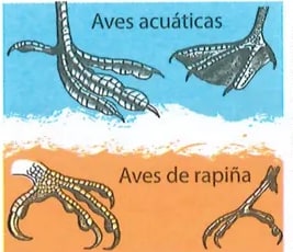 Figura 2 de Ciencias Naturales · 7 EGB · 2024