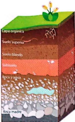 Figura 3 de Ciencias Naturales · 4 EGB · 2025