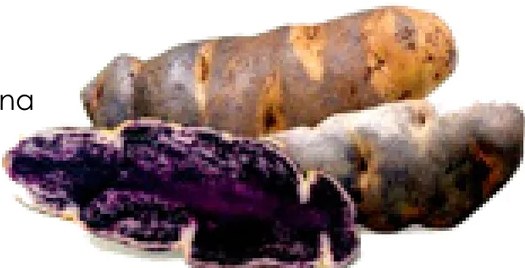 Figura 2 de Llaqtanchikpa kawsayninkuna - Chanka : saberes de los pueblos - Comunicación y Ciencia y Tecnología quechua, variante Chanca · 2021