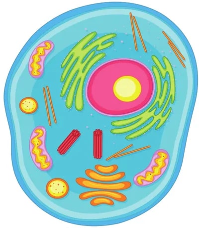 Ilustración de célula animal: forma redondeada azul con núcleo rosa central, organelos coloridos (mitocondrias, RE, Golgi).
