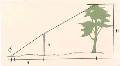 Figura 2 de Matematica · 10 EGB · 2025