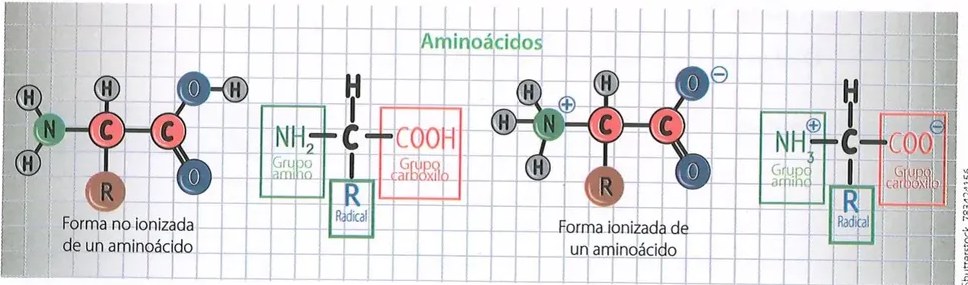 Figura 3 de Ciencias Naturales · 10 EGB · 2024