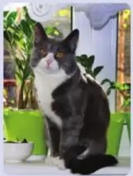 Gato negro y blanco junto a una planta.