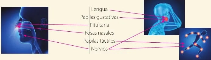 Figura 1 de Ciencias Naturales · 6 EGB · 2025