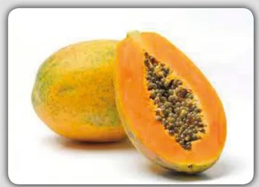 Fotografía de una planta de papaya con frutos, complementando la entrada 'Papaya' o 'Paqarichiy'.