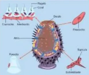 Figura 8 de Ciencias Naturales · 5 EGB · 2024