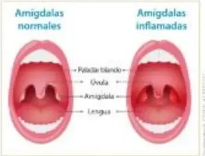 Figura 6 de Ciencias Naturales · 5 EGB · 2024