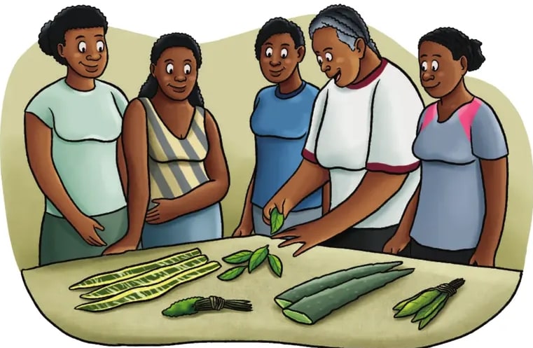Ilustración de una escena comunitaria: Doña Oliva (mujer mayor afro con vincha y blusa de cuadros) en el centro, rodeada por cuatro personas (tres niñas afro y un niño afro) observando con atención unas hojas de planta verde sobre una mesa de madera. Al lado, un mortero o cuenco con hojas. Vínculo entre saber y transmisión.