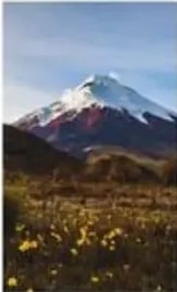 Volcán Cotopaxi nevado con vegetación andina al frente.