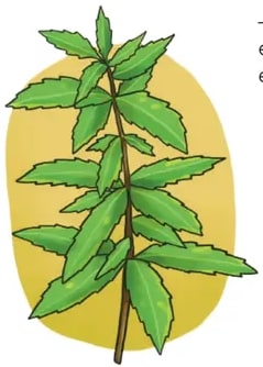 Ilustración del paico: tallos verdes con hojas dentadas y pequeñas inflorescencias rojas y verdes, sobre fondo amarillo claro circular.