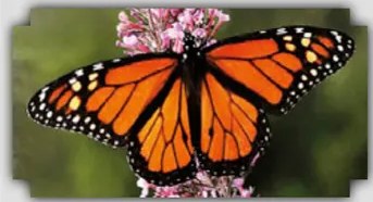 Fotografía de mariposa en flor o corona floral, posiblemente ilustrando Pillpintu o Pillu.