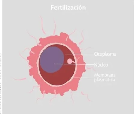 Figura 4 de Ciencias Naturales · 6 EGB · 2025