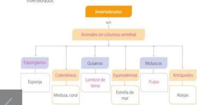 Organizador gráfico de beneficios de invertebrados con cuatro burbujas.