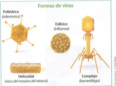 Figura 2 de Ciencias Naturales · 8 EGB · 2025