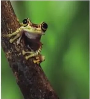 Rana arbórea ecuatoriana sobre rama (anfibio característico).