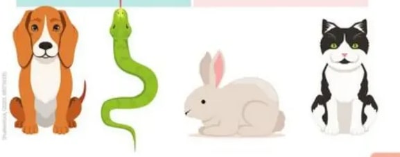 Cuatro textos descriptivos con ilustraciones de los animales descritos.