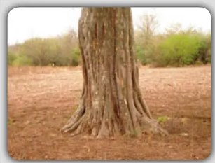 Fotografía de campo pedregoso o chacra con piedras, ilustrando las entradas Ranra y Ranra ranra (cascajo/pedregal).