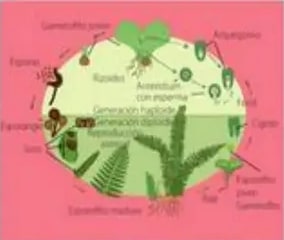 Esqueje plantado en maceta con tierra.