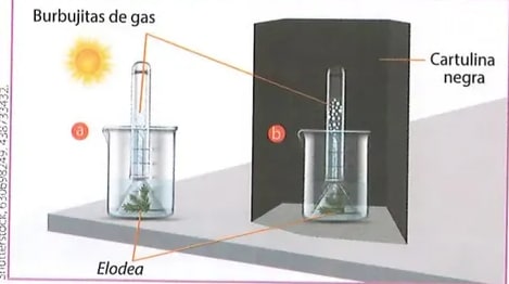 Figura 1 de Ciencias Naturales · 8 EGB · 2025