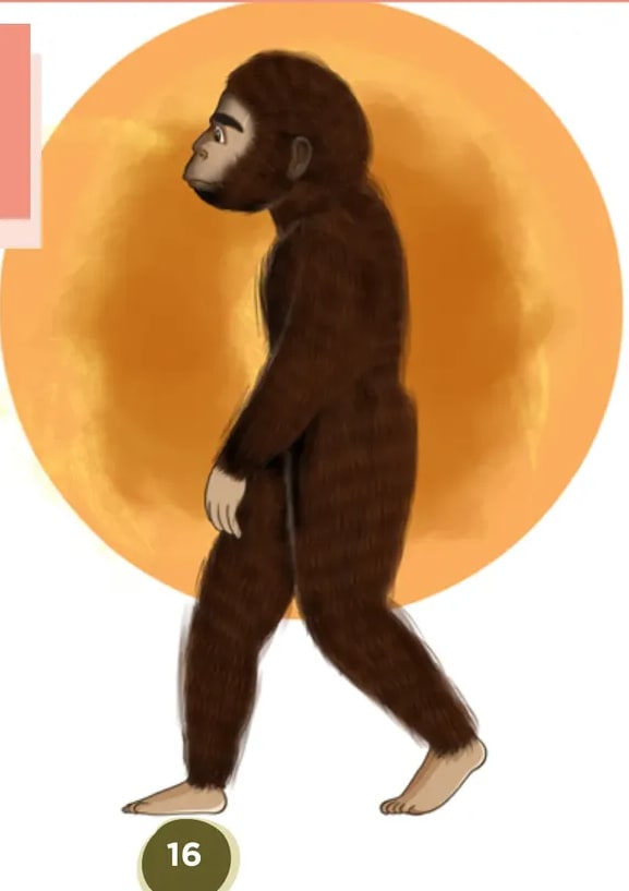 Ilustración de Homo erectus en posición erguida caminando, sobre fondo circular naranja.