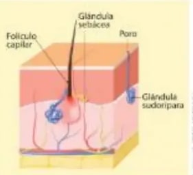 Corte de la piel con folículo capilar, glándula sebácea, sudorípara y poro.