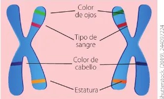 Figura 4 de Ciencias Naturales · 6 EGB · 2025