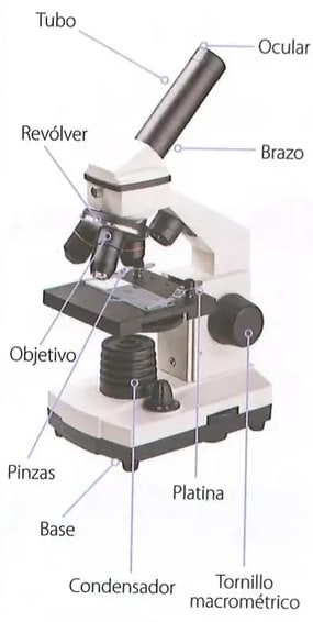 Figura 1 de Ciencias Naturales · 8 EGB · 2025